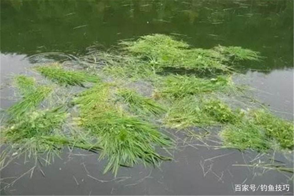 夏季草鱼的4种垂钓方法，草鱼喜暖怕寒，夏季是垂钓的黄金季节！