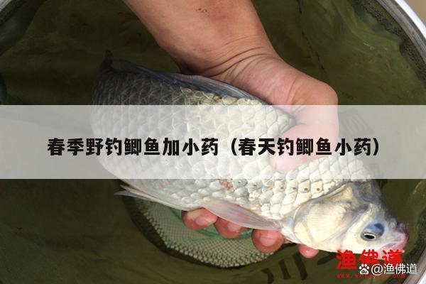 春季野钓鲫鱼加小药（春天钓鲫鱼小药）