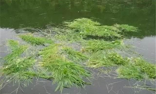 草鱼应该钓浮还是钓底？钓草鱼选水层的4个要点，简单实用效果好